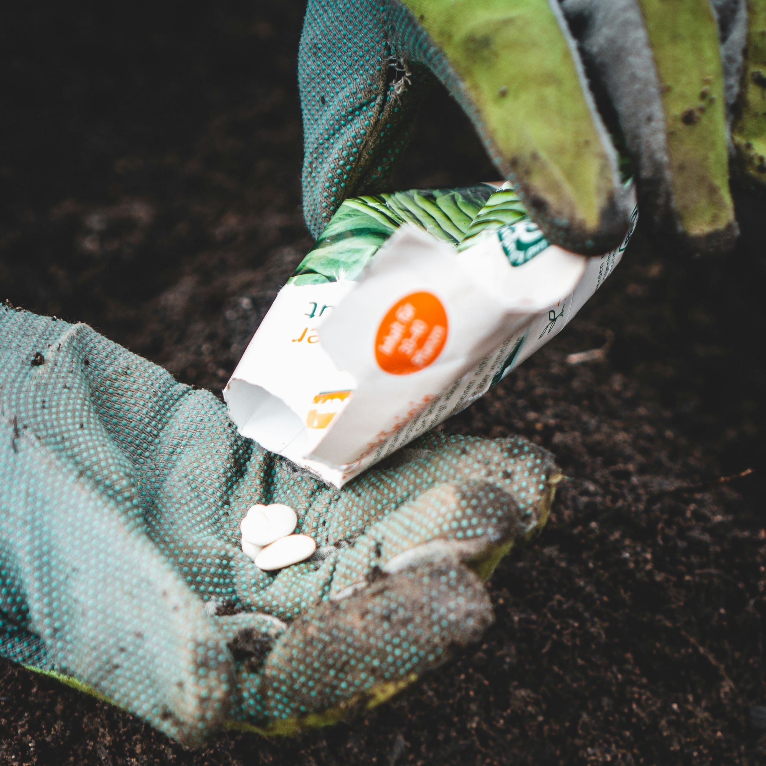 Image of seeds resting in a hand wearing gardening gloves. 